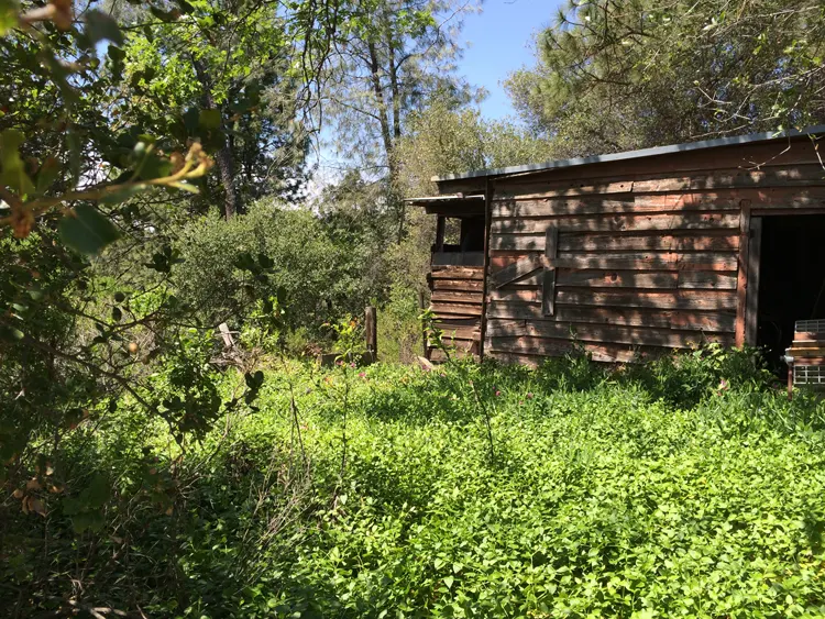 Cecil Wiley Oak's original cabin.