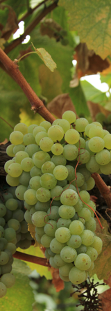 Chardonnay grapes on vine.